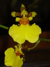 Orchid_1