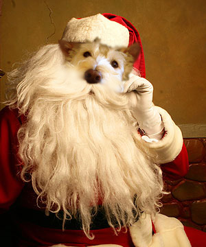 Dogbeard_copy_2 Dogbeard_copy_2