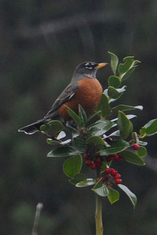 Robin through window2