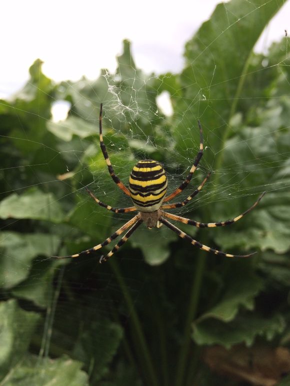 image from http://lifesastitch.typepad.com/.a/6a00d83451d51369e201bb08718eea970d-pi