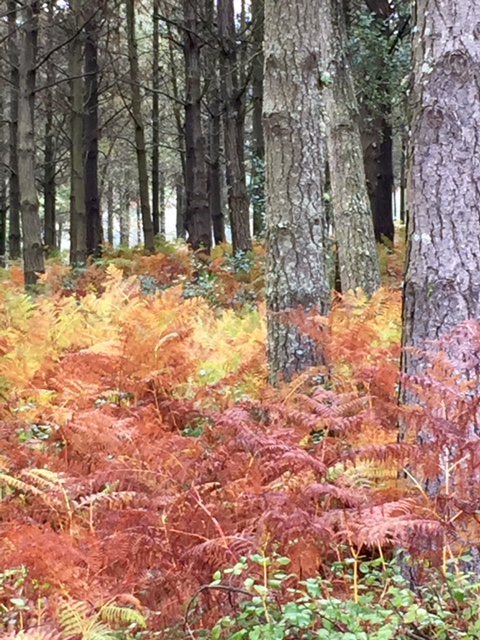 image from http://lifesastitch.typepad.com/.a/6a00d83451d51369e201bb0881f3fd970d-pi image from http://lifesastitch.typepad.com/.a/6a00d83451d51369e201bb0881f3fd970d-pi