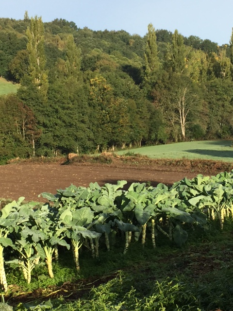 image from http://lifesastitch.typepad.com/.a/6a00d83451d51369e201b7c7dba75e970b-pi