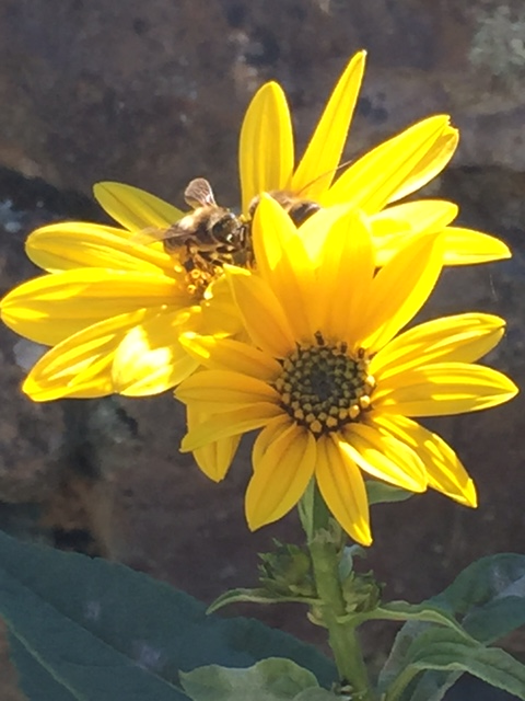 image from http://lifesastitch.typepad.com/.a/6a00d83451d51369e201b7c7d7df14970b-pi