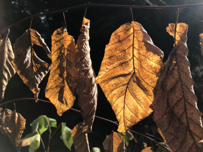 B495CCEB-0149-4E3A-9B37-D30903D4F5A0