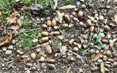 0A6F1F6B-FA17-41F0-8B82-6D791FDADA97