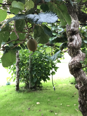 5A391F4D-1178-4E24-93C9-99B8DF370FD0