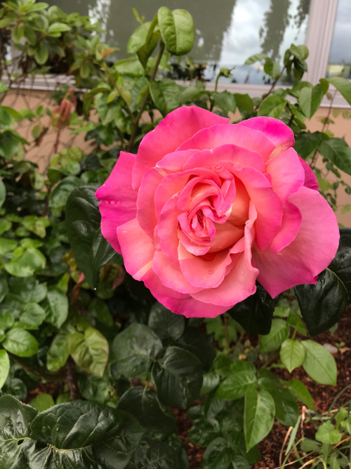 7583C31F-27A9-4A6B-9116-A8F96F2C3B5B