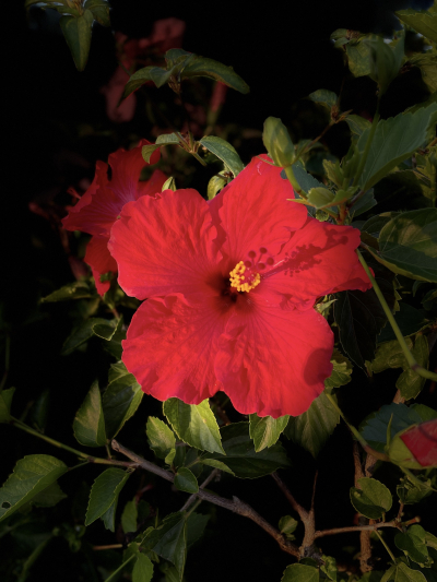 6A4692E2-186C-4EAC-8BB6-307225FA7C49