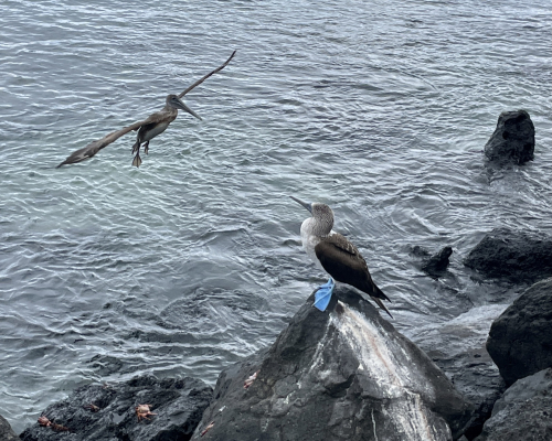 C476D30E-0CBE-4BD0-95F0-2471DB42EDB9