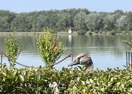 C82E0405-50EC-448D-A476-E926B4065016_1_201_a